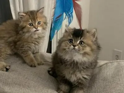 Adult cats