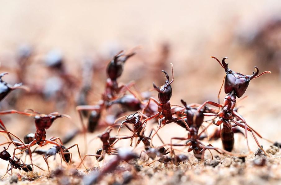 Insect Removal Service