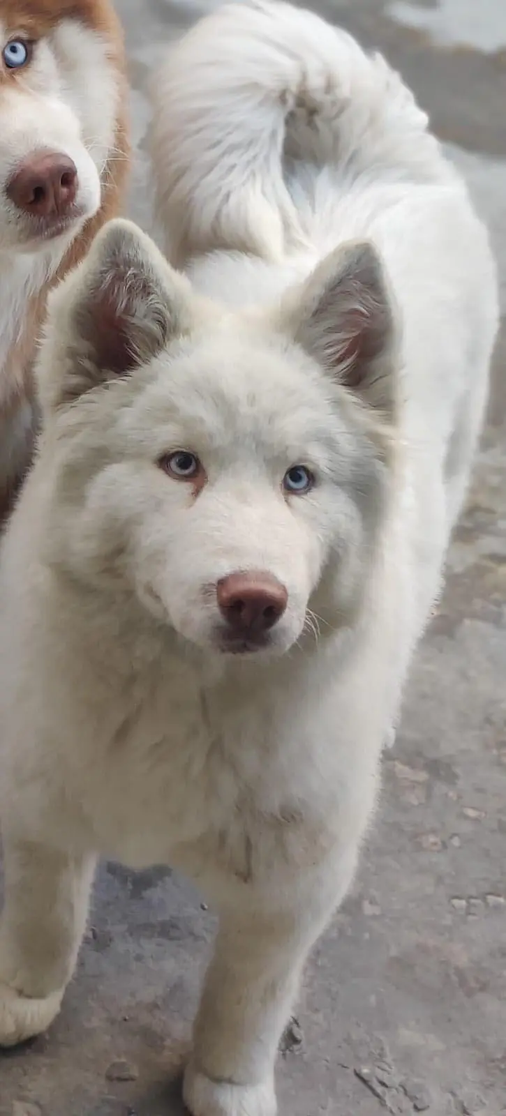 Top quality/husky male / blue eyes / show winner
