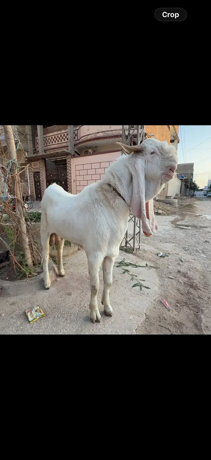 pure Gulabi Bakra | top quality| Rajanpuri Goat | 4 dant | گلابی بکرا